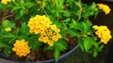 Une photo de fleurs jaunes de Lantana en pot