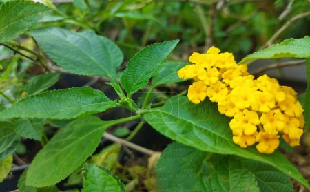 Photo for Picture of yellow flowers of Lantana camara at an outdoor garden - Royalty Free Image