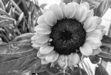 Black and white picture of sunflower plant at an outdoor garden
