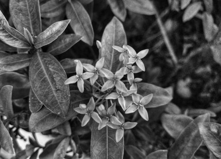 Schwarz-weißes Bild von kleinen Blüten der Ixora javanica im Garten