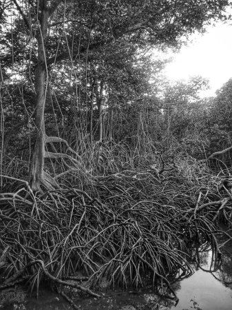 Photo en noir et blanc des racines de la plante Rhizophora dans la forêt de mangroves