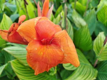 Canna lily with orange color flower close up photo 
