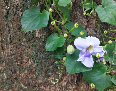 Flor colgante y planta de Thunbergia laurifolia con gran fondo de corteza de árbol