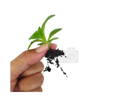 Photo for A person holding Kalanchoe pinnata plant with its roots isolated at white background - Royalty Free Image