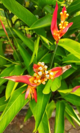 Une jeune fleur de couleur orange d'Heliconia psittacorum sur un jardin extérieur
