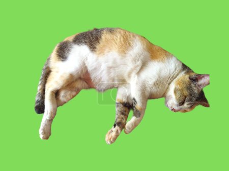 A sleeping house cat, isolated on green background