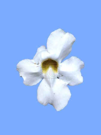 A white flower of Thunbergia laurifolia isolated on blue background