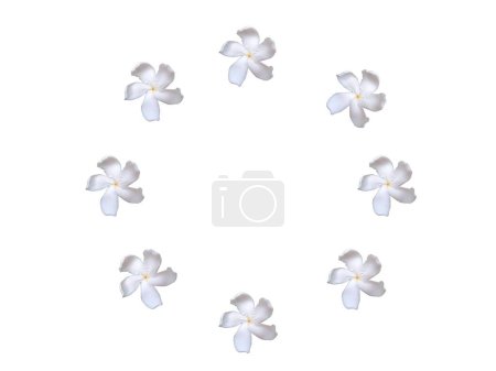 Windrad Jasminblüten im Kreis isoliert auf weißem Hintergrund
