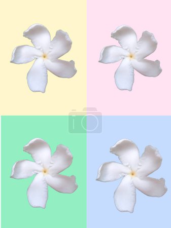Vier Windrad Jasminblüten, isoliert auf vier verschiedenen Pastellfarben Hintergrund