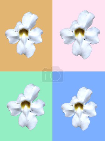 Four Thunbergia grandiflora flowers, isolated on four different pastel colors background