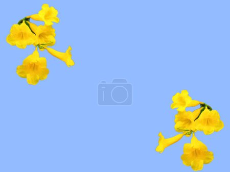 Tecoma stans flowers isolated on blue background. for background or wallpaper