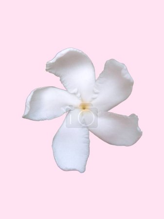 Ein einziges weißes Windrad Jasminblüte isoliert auf rosa Hintergrund