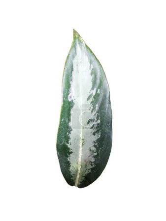 Single leaf of tropical Aglaonema Silver Bay, houseplant with silver pattern on white background