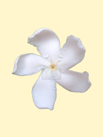A single white pinwheel jasmine flower isolated on yellow background