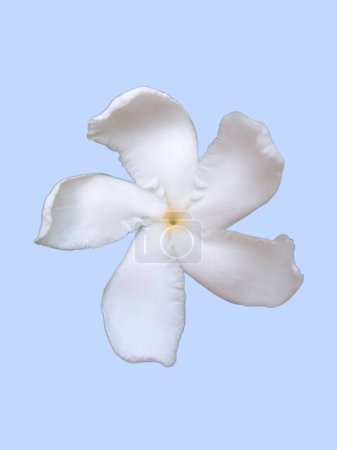 A single white pinwheel jasmine flower isolated on blue background