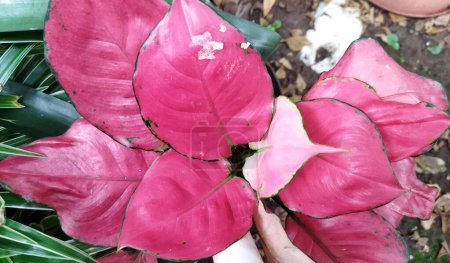 Pink Catrina Aglonema, an ornamental plant with shiny pink color leaves, at an outdoor garden
