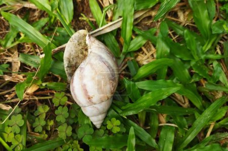 An empty snail shell on green grass at an outdoor garden 