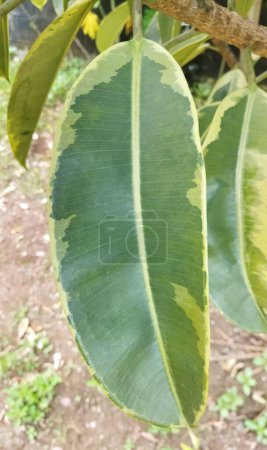Las hojas de la Planta de Caucho, también llamadas Karet Kebo Varigata o Ficus Elastica Variegated, tiene la ventaja de purificar el aire
