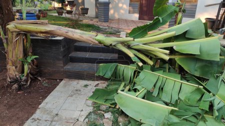 Téléchargez les photos : Les bananiers se sont effondrés parce qu'ils ont été soufflés par des vents forts dans la cour - en image libre de droit