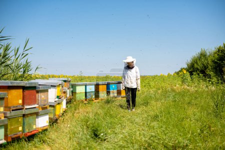 Woman beekeeper is checking her bee farm in nature