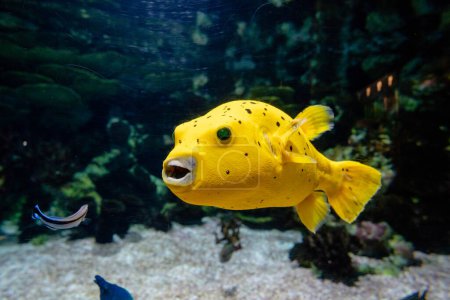 Yellow balloon fish in the aquarium