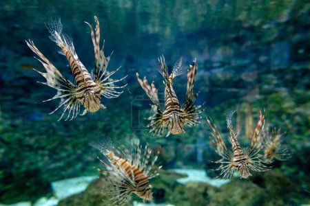 Group of scorpio fish in a aquarium