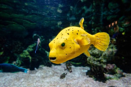 Yellow box-fish (Ostracion cubicus) in a fish tank