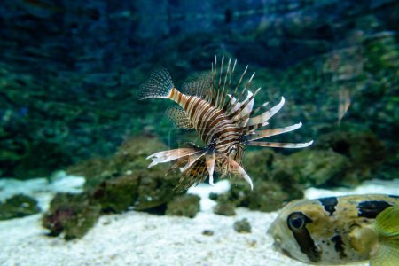 Lion fish swimming in a fish tank