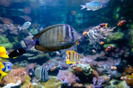 Fische schwimmen in einem Korallenfischbecken