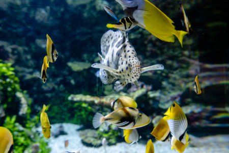 Groupe de poissons nageant dans l'aquarium
