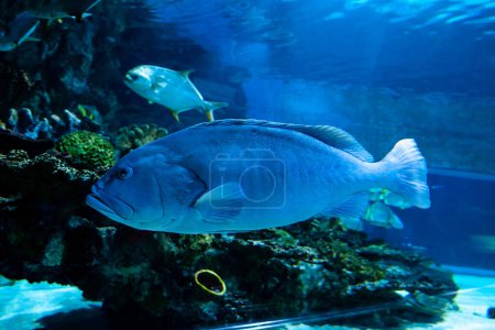Dicke Fische im Aquarium eines Korallenriffs
