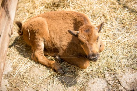 Téléchargez les photos : Bébé bison américain, buffle, parc zoologique - en image libre de droit