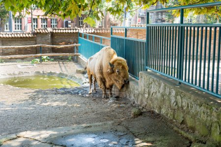 Photo for American bison, buffalo, in zoo park - Royalty Free Image