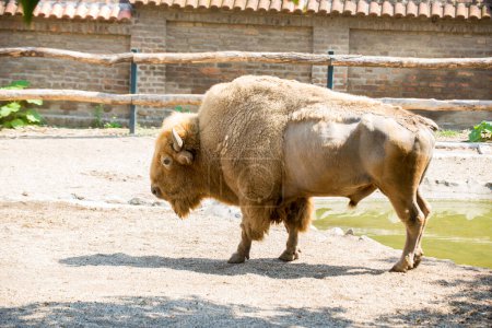 American bison, buffalo, in zoo park