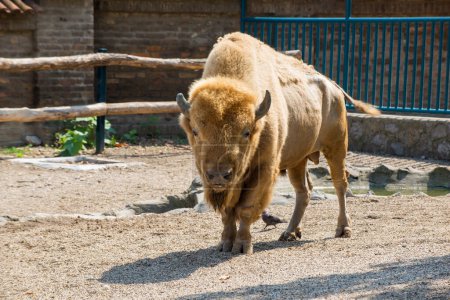 American bison, buffalo, in zoo park
