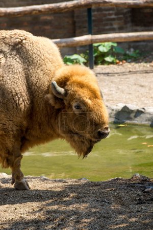 Photo for American bison, buffalo, in zoo park - Royalty Free Image