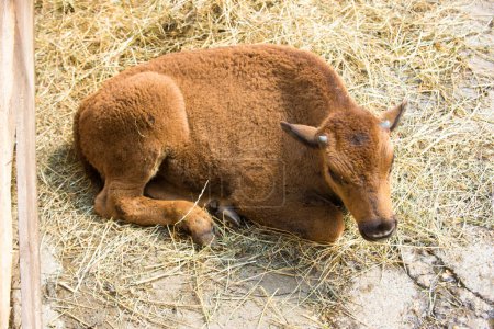 American baby bison, buffalo, in zoo park