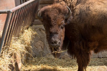 Téléchargez les photos : Bison d'Amérique, buffle, dans le parc zoologique, manger - en image libre de droit