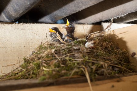 Drei kleine Vögel haben Hunger und warten darauf, dass Mama sie füttert