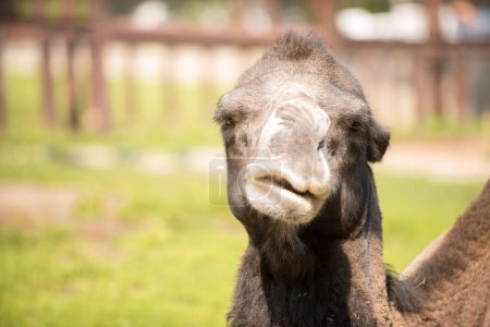 Primer plano de la cabeza de un lindo camello