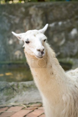 Téléchargez les photos : Lama blanc gros plan portrait - en image libre de droit