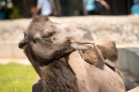 Two hump camel lies and chils in a zoo