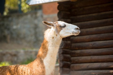 Téléchargez les photos : Lama dans un zoo - en image libre de droit