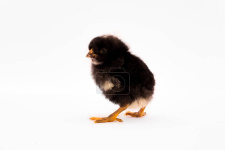 Little black chick on white background