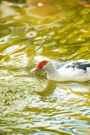 domestic duck swim on lake