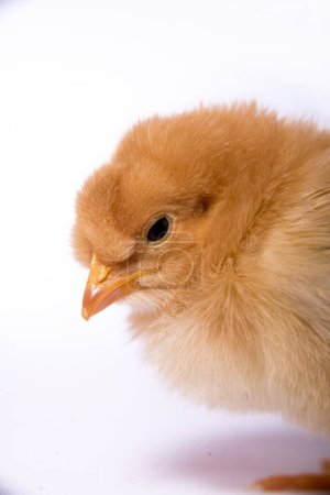 Yellow chick on a white background