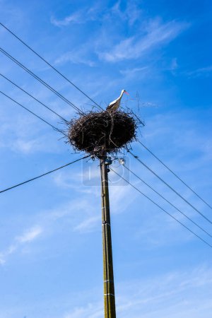 Störche im Nest an einer Hochspannungsleitung
