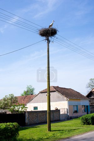 storks in the nest on a power line