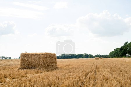 Field after harvesting wheat