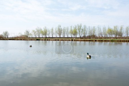 Lake with wild ducks